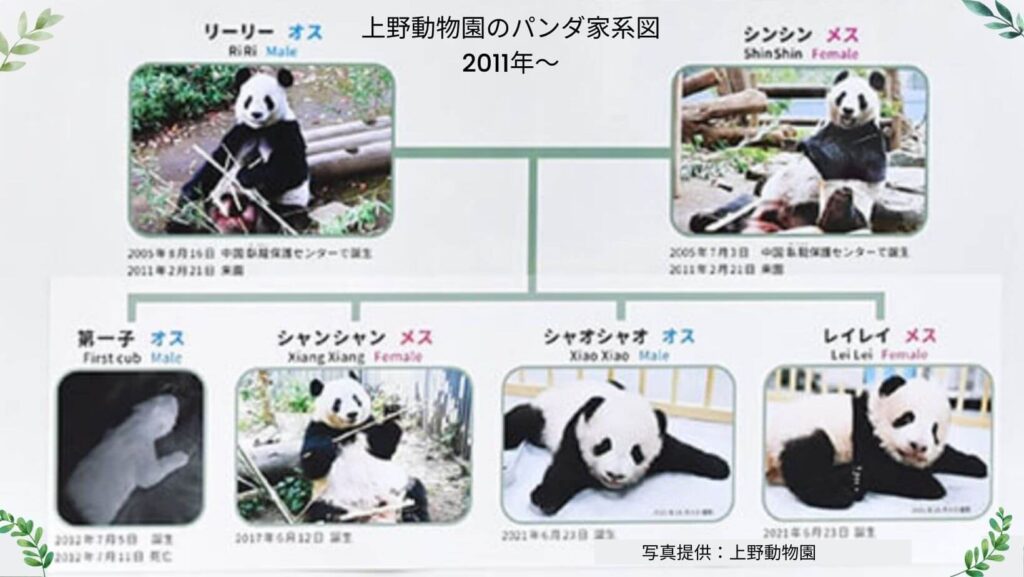上野動物園のパンダ家系図（2011年～）