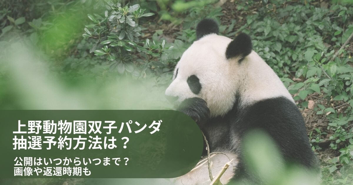 上野動物園双子パンダ 公開はいつからいつまで？ 抽選予約方法は？画像や返還時期も (1)